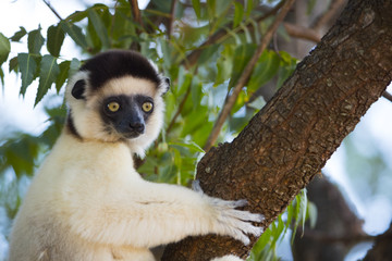 Sifaka haelt Ausschau nach seinen Artgenossen
