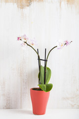 Orchid in pot on a wooden table