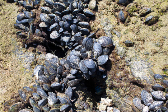mussels on the wall