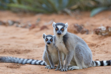 Katta mit Jungtier sitzt im Sand