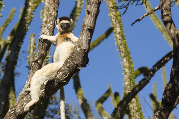 Sifaka ruht auf einem Baum