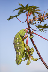 Chamaeleon auf Nahrungssuche