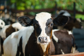 Cute calves in a farm