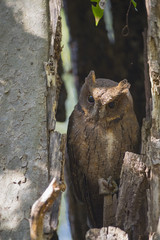 Fossa beobachtet die Beute
