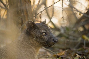 Fossa beobachtet die Beute