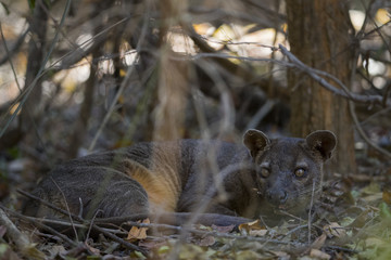 Fossa beobachtet die Beute