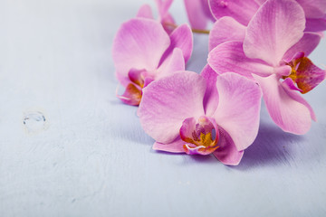 Fototapeta premium Orchid (Phalaenopsis) on a blue wooden table