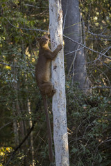 Fossa erklimmt einen Baum