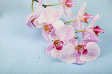 Fototapeta na wymiar Orchid (Phalaenopsis) on a blue wooden table