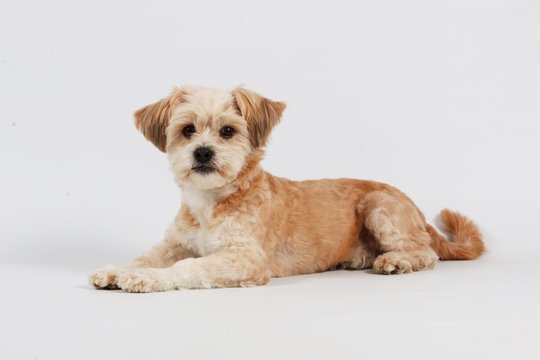 kleiner Mischlingshund im Studio