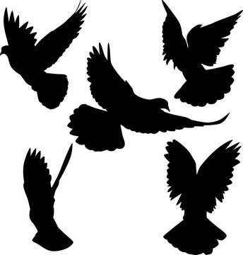 five pigeon black isolated silhouettes