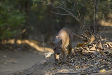 Fossa auf Nahrungssuche
