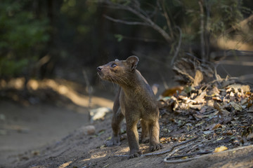 Fossa wittert Beute