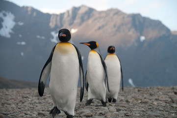Obraz premium King Penguins at Fortuna Bay