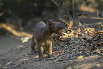 Fossa auf Nahrungssuche