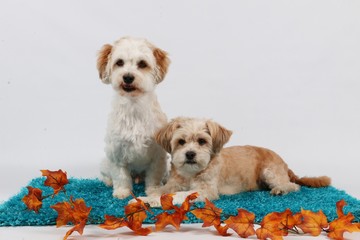 kleines Hundepaar mit Herbstdekoration im Studio