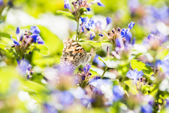 Painted Lady Butterfly Perched on Bright Colorful Flowers