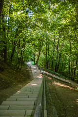 Fototapeta premium Path through the forest