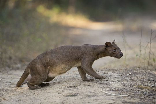 Fossa auf Beutefang