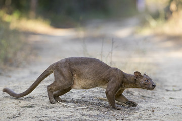 Fossa auf Beutefang