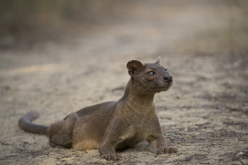 Fossa liegt auf dem Boden