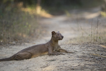Fossa liegt auf dem Boden