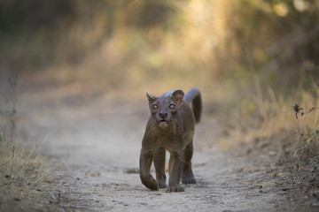 Fossa auf Beutefang