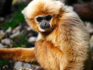 Gibbon