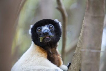 Kronensifaka frisst Blaetter