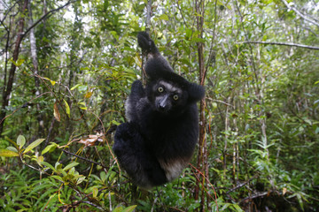 Indri auf Nahrungssuche