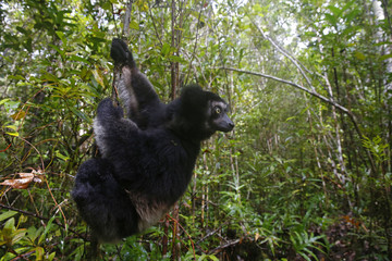 Indri auf Nahrungssuche