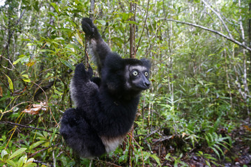 Indri auf Nahrungssuche