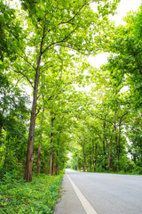Outback or upcountry road straight to the forest , there are electric pole beside the road