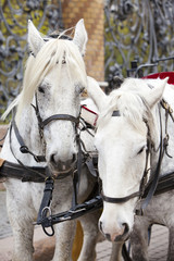 Obraz premium St. Petersburg, Russia. A horse team at the Mikhailovsky Garden lattice..