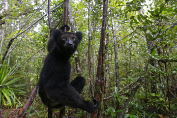 Indri auf Nahrungssuche