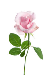 single pink rose isolated on white background