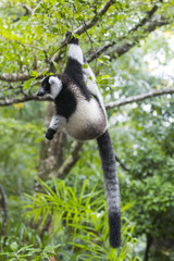 Vari haengt an einem Ast