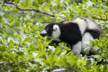 Vari auf Nahrungssuche