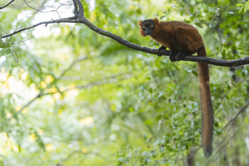 Lemur sitzt auf einem Ast
