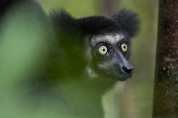 Indri Portrait