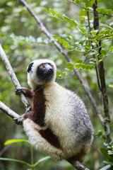 Coquerel-Sifaka haelt Ausschau nach Artgenossen