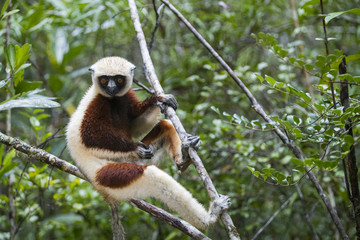 Coquerel-Sifaka sitzt auf einem Ast