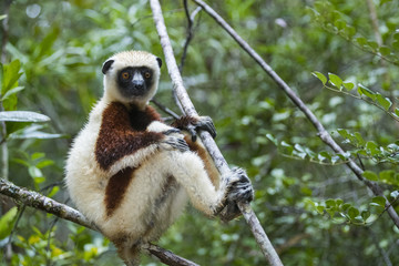 Coquerel-Sifaka sitzt auf einem Ast