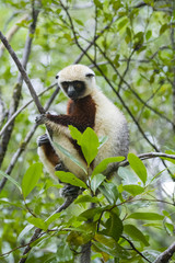 Coquerel-Sifaka sitzt auf einem Ast