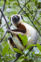 Coquerel-Sifaka haelt Ausschau nach Artgenossen