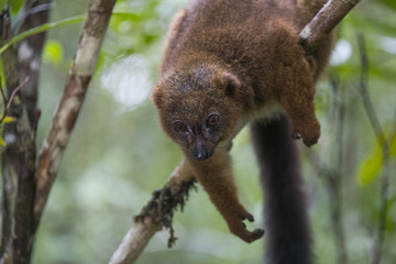 Rotbauchmaki bei der Nahrungsaufnahme