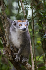 Obraz premium Kronenmaki haelt Ausschau nach Artgenossen