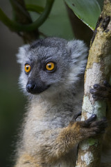 Brauner Maki klammert sich an einem Baum