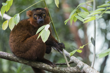 Roter Vari sitzt auf einem Ast