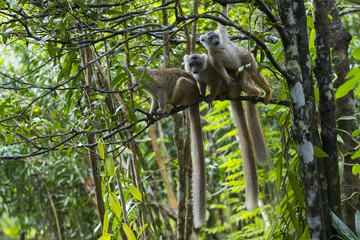 Braune Makis haengen an einem Ast